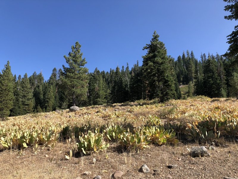 Meadow near beginning of hike