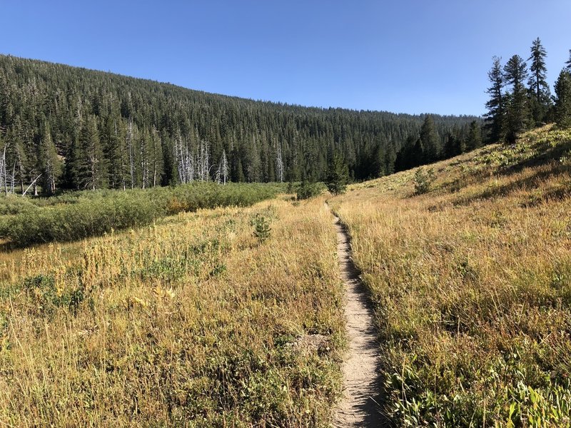 Cold Stream Meadow