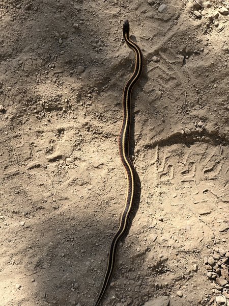 Garter Snake on Mount Lola Trail