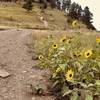 Wild sunflowers along the trail. Adding some beauty to my day.