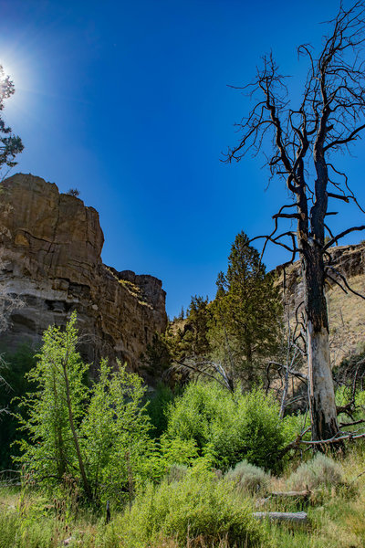 Mid Morning at Whychus Creek