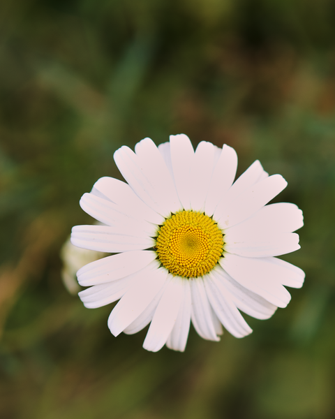 A nice blossom near the peak of Tiger Mountain