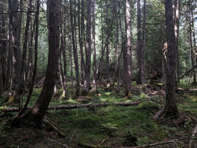 View off the boardwalk