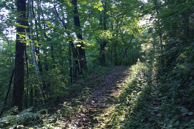 Sunrise peaking through the canopy on the Ridge Crest Trail of Hass Tract.