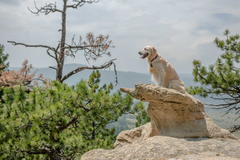 My dog sitting on a cool rock formation.