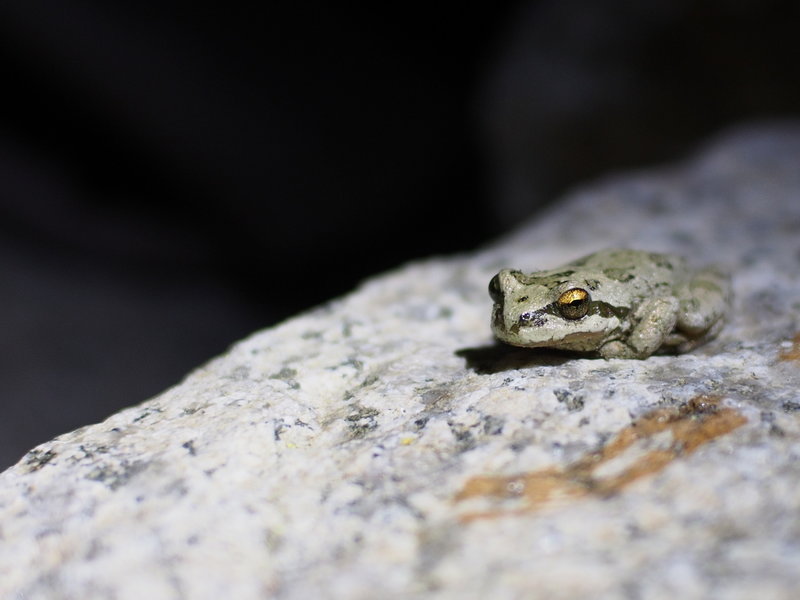 Secret Lake frog