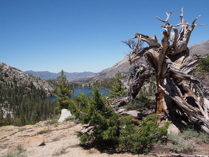 ancient tree overlooking Fremont Lake