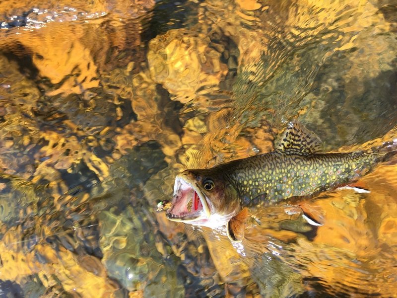 A Brook Trout in spawning color.