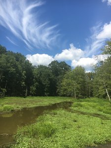 View of wetlands from beginning of boardwalk