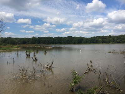 Wetlands vista (with crane)