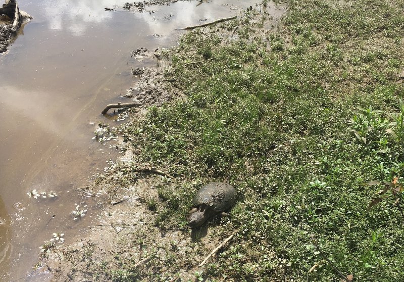 Gigantic snapping turtle slogging theough the mud