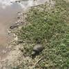 Gigantic snapping turtle slogging theough the mud