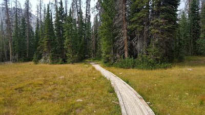 The Trail Through a Meadow