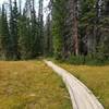 The Trail Through a Meadow