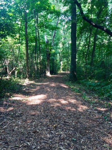 Mahlon Woods Trail in the Cofrin Arboretum