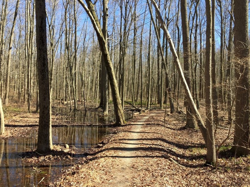 In the woods on the Little Jersey Trail.