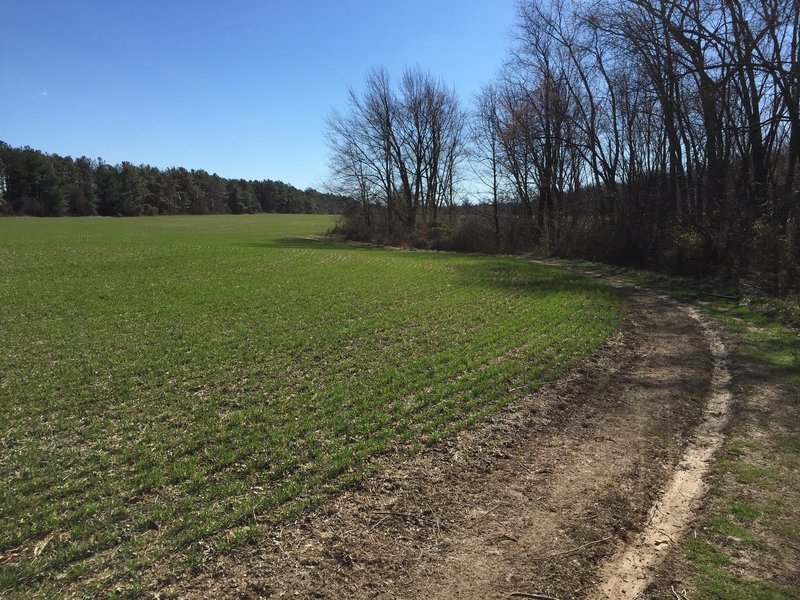 A field on the Little Jersey Trail