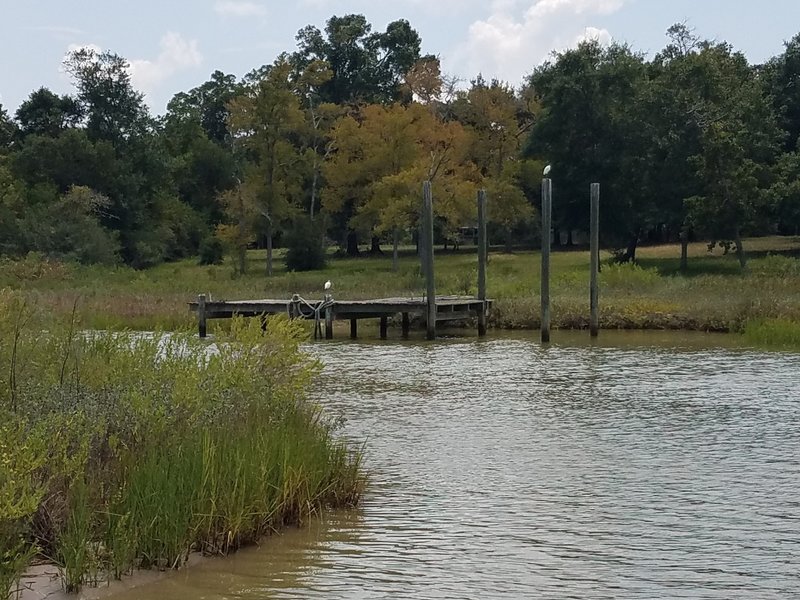 Birds on pier.