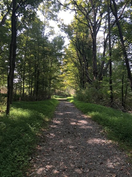 Trail leading into the woods