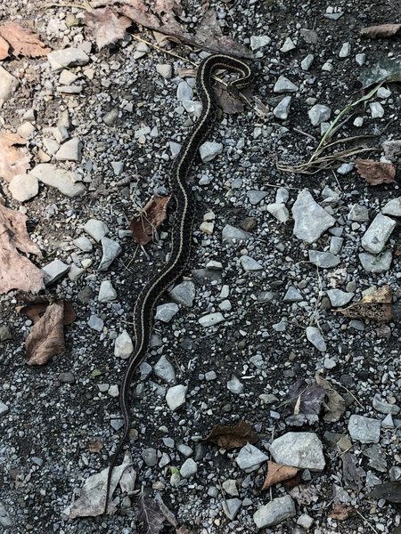 Snake along the trail, almost stepped right on him!