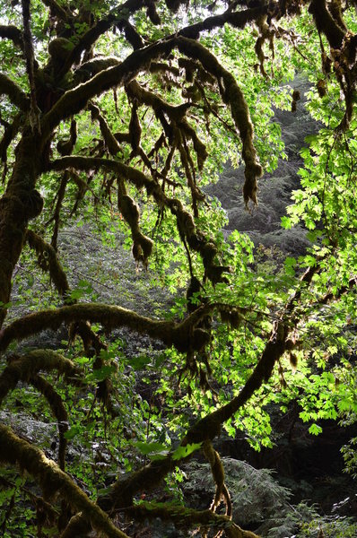 Big Leaf Maple