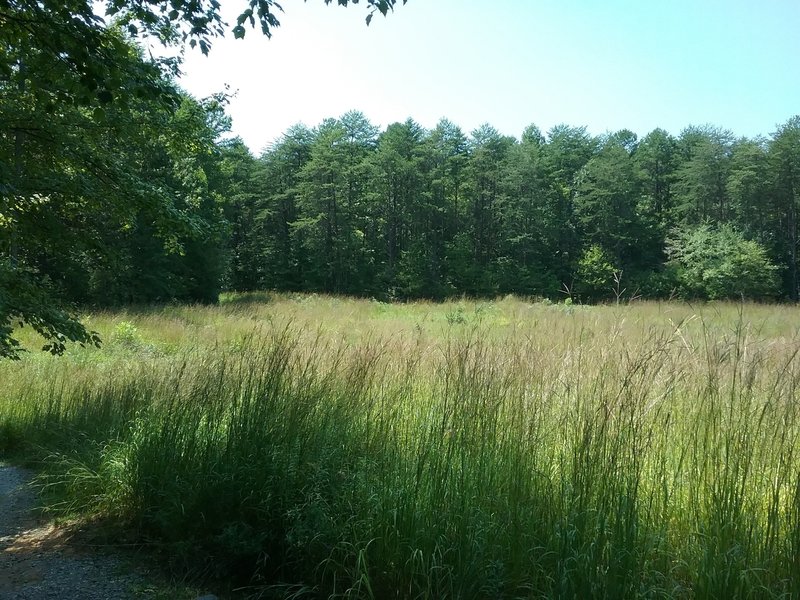 View of the meadow.