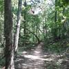 Trail through the woods.