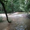 The reedy river with high water,