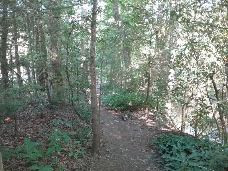 Trail along the Davidson River