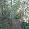 Trail along the Davidson River