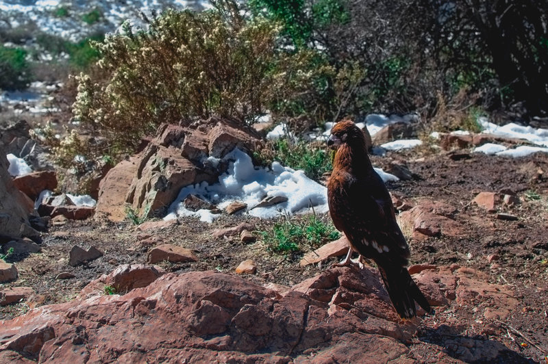 Curious eagle that went around the different hikers trying to see if it could steal any food.