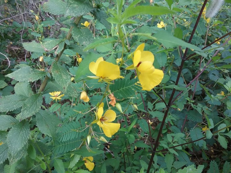 Yellow cassia