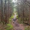 The trail between Lincoln Peak and Mt. Abraham