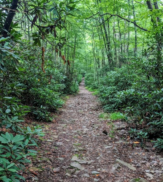 When you have to use a fire road as part of a hiking route, might as well make the the Mt Minsi version in the Delaware Water Gap NRA