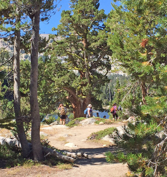 First sight of the lake through the pine trees - and lunch time!