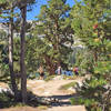 First sight of the lake through the pine trees - and lunch time!