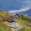 Marmot Meadows - on Harding Icefield Trail