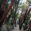 Along Liz's Trail through the madrone forest