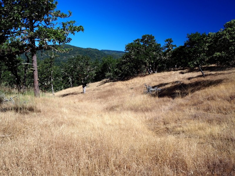 A meadow along Liz's Trail