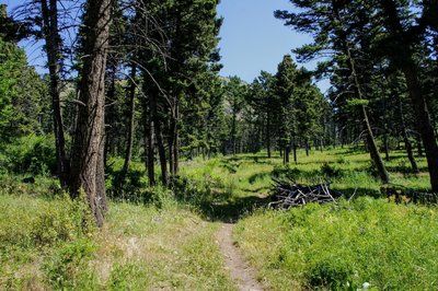 Open trail through the pines