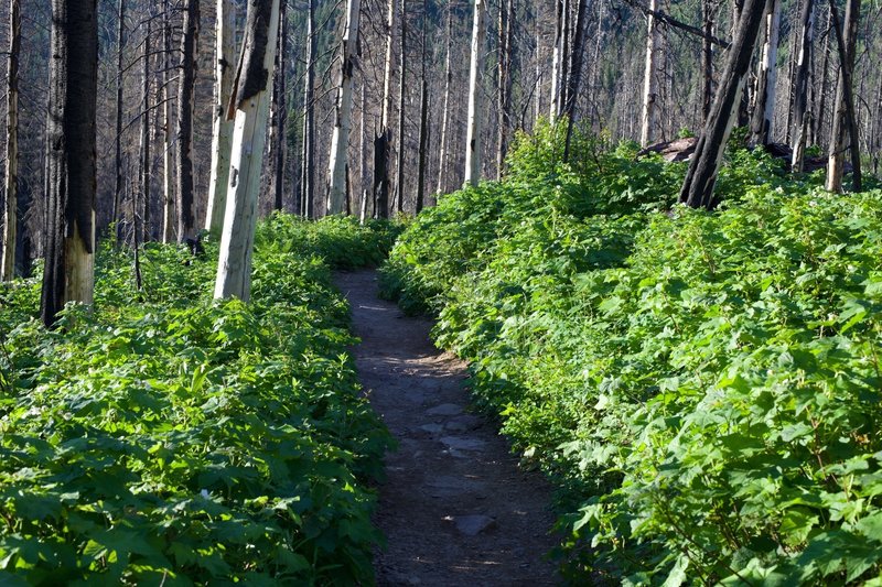 The trail as it passes through an area of new growth as the area recovers from old fire damage.