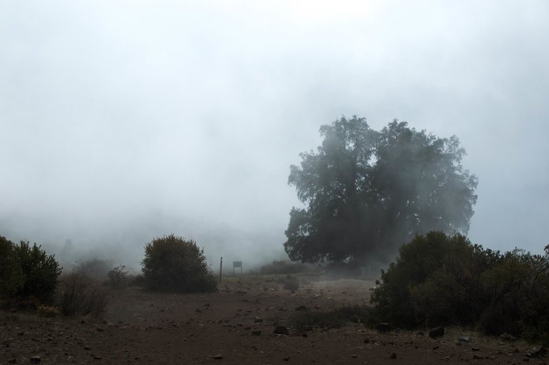 Lone tree covered in mist as the clouds shroud the plateau.