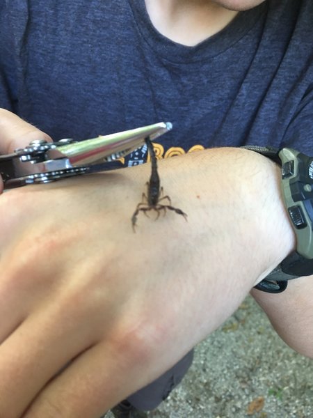 A scorpion found near the trail.