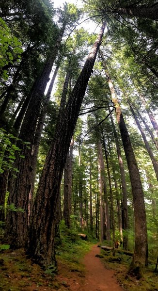 Tall, tall trees along the trail