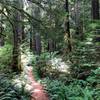 Ferns carpet the ground beneath the old-growth trees