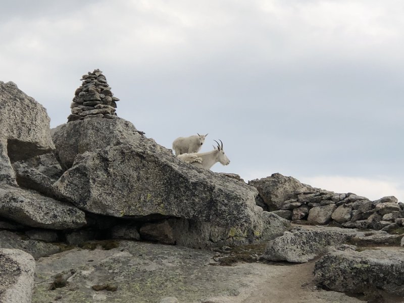 Goats guarding the peak of Mt. Spalding