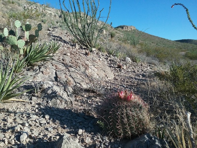 Looking west from the trail