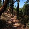 Through the forest near trail's end