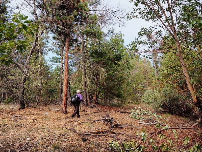 Climbing Jackson Ridge on the Atsahu Trail