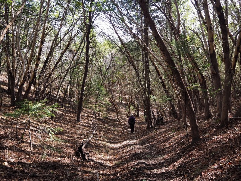 Along the Jackson Ridge Trail